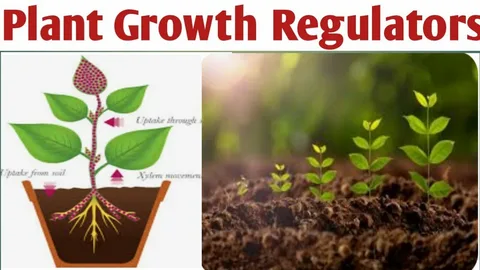 Reguladores del crecimiento vegetal: catalizadores de la agricultura moderna